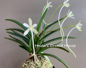 ゼクシィ掲載flua 2way Milky orchid ゼクシィ掲載flua 2way Milky orchid