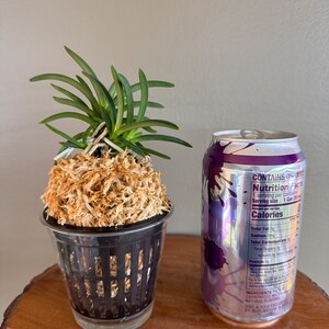 Neofinetia falcata Homeiden 豐明殿/Ruby root/Orchid/Vanda/fragrant/miniature image 8