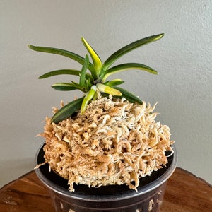 Neofinetia falcata Fugaku 富嶽/Orchid/Vanda/fragrant/miniature/variegated
