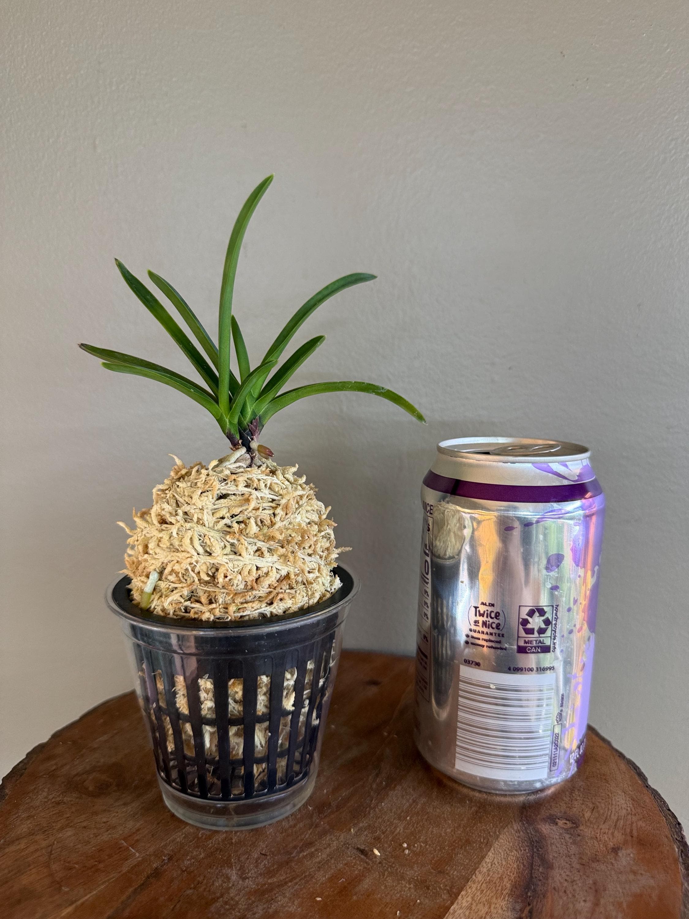 Neofinetia Falcata Shutenno 朱天王/orchid/vanda/fragrant/miniature