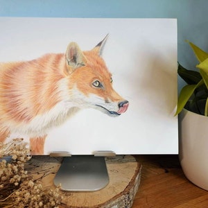 Wildlife Fuchs Portrait „Curious Fox“ ca. A4