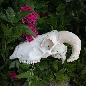 Ram skull