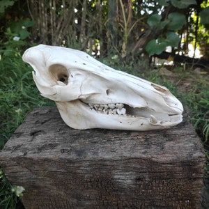Wild boar skull