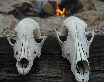 dog skulls