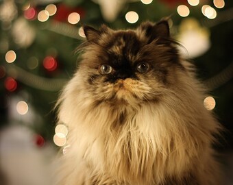 Photo print of our Beautiful Himalayan Cat - Christmas Holiday