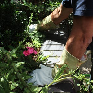 May include: A pair of long gardening gloves featuring white palms and light green cuffs with a floral pattern. The gloves extend up the forearm, providing coverage while working among green foliage and small pink flowers in a garden setting.