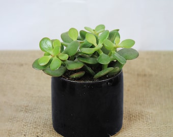 Mini Midnight Blue Handmade Ceramic Plant Pot | 8cm diameter