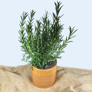 Large Apricot Orange Handmade Ceramic Plant Pot | 12cm diameter