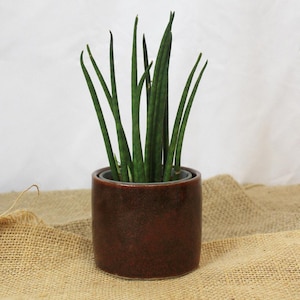 May include: A potted snake plant with long, thin, green leaves in a dark brown ceramic pot. The pot has a speckled texture.