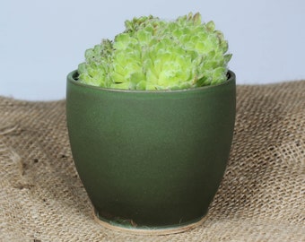 May include: A small green ceramic pot with a light green succulent plant inside. The pot is sitting on a brown burlap surface.