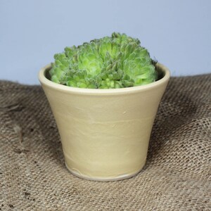 May include: A small, green succulent plant in a pale yellow ceramic pot. The pot has a flared rim and a smooth, slightly textured surface. The plant is sitting on a brown hessian surface.