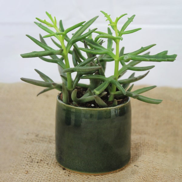 Mini Bottle Green Handmade Ceramic Plant Pot