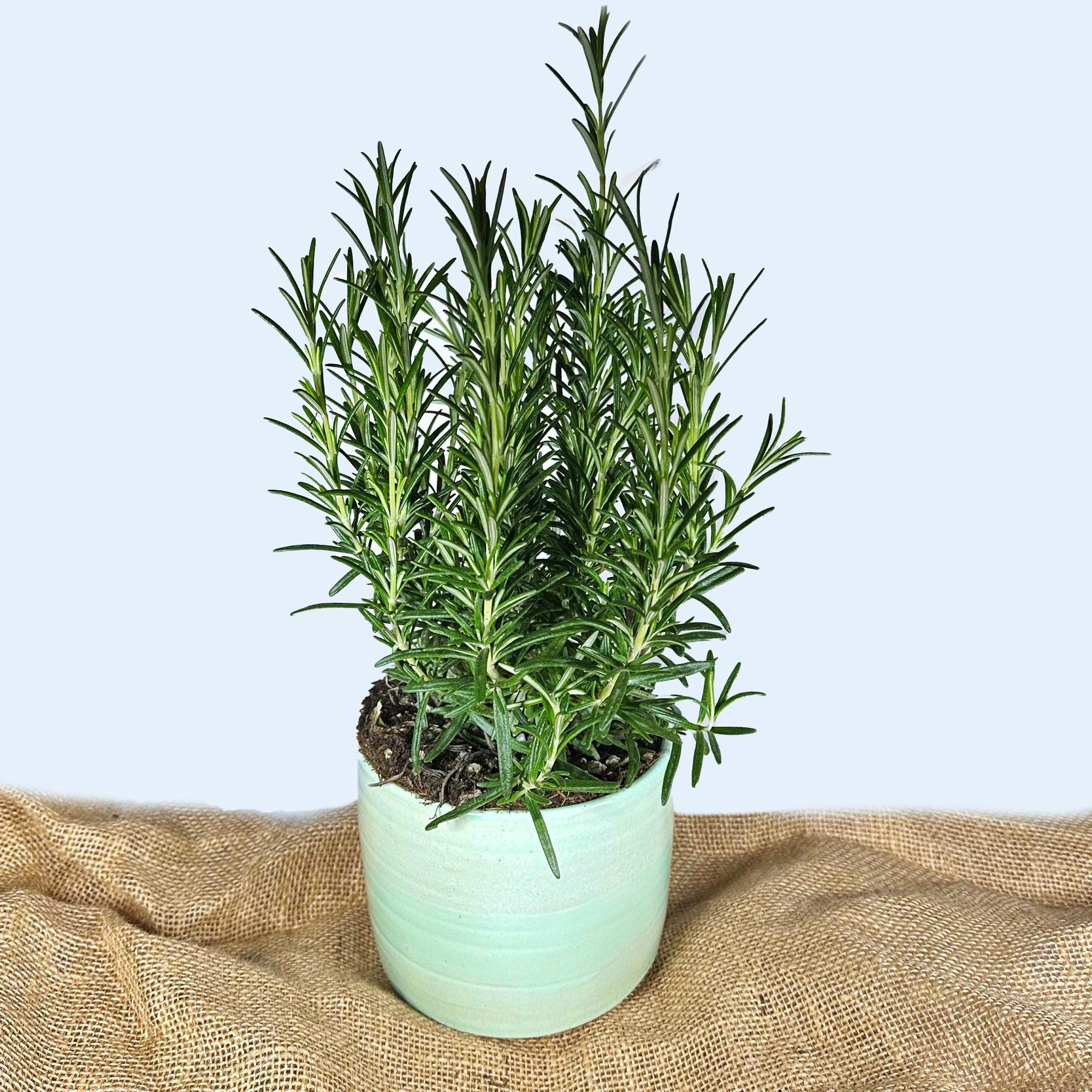 Large Mint Green Handmade Ceramic Plant Pot 12cm diameter