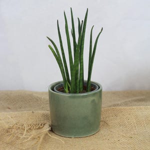 May include: A green ceramic pot with a single green snake plant growing inside. The pot is sitting on a brown hessian surface.