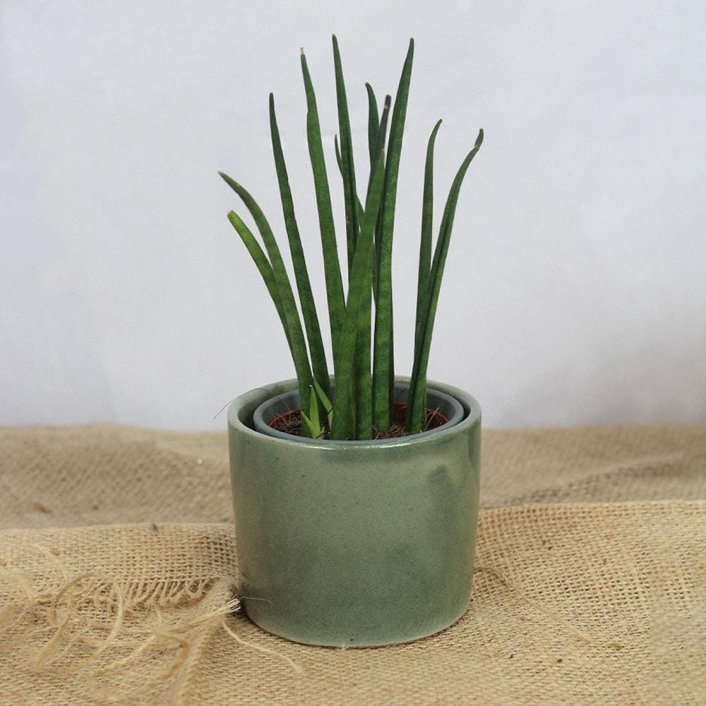 Mini Salbei Grün handgemachte Keramik Pflanztopf | 8cm Durchmesser