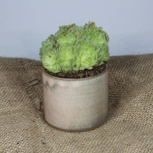 Pode incluir: Uma pequena planta suculenta verde em um vaso de cerâmica rosa claro. O vaso tem um esmalte salpicado e uma borda marrom.