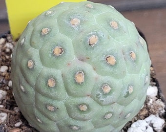 Tephrocactus Geometricus Ready to Root Unique Cactus Clumping Opuntia