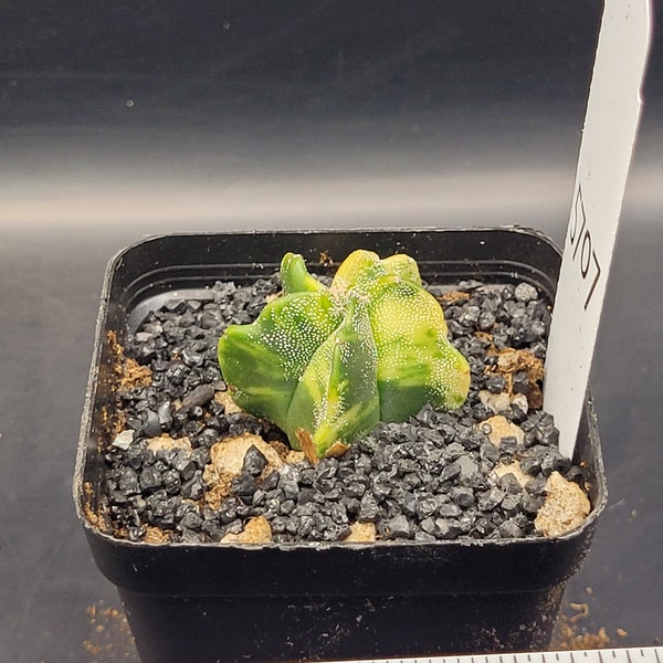 Astrophytum Myriostigma Variegated Nudum (Bishop's Cap) Cactus Unique Rare Beautiful Cacti #5707