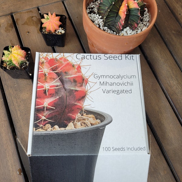 Gymnocalycium Mihanovichii Variegated Cactus Seed Garden Kit 100 Seeds Included