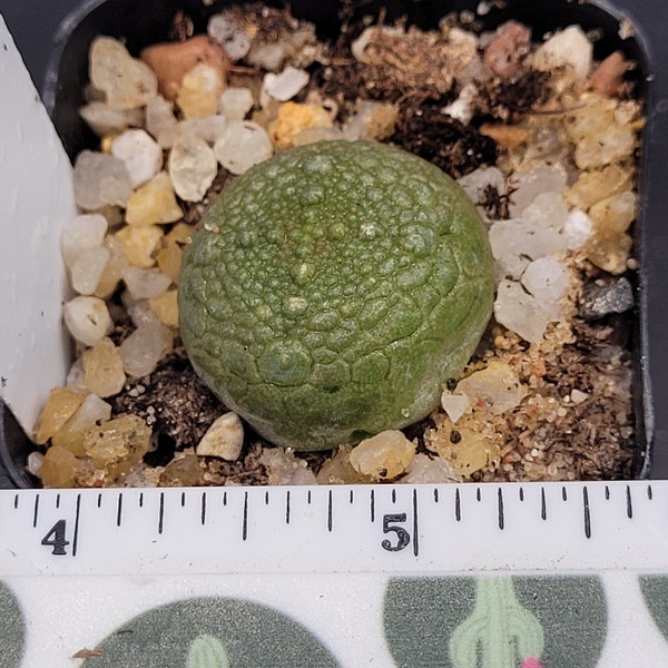 Pseudolithos Hybrid Migiurtinus x Cubiformis Rare Cactus #4524