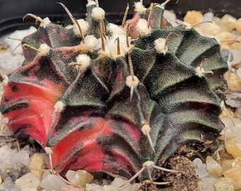 Gymnocalycium Mihanovichii Spotted strawbwerries Variegation Variegated Cactus #5275 in 2.75" Pot