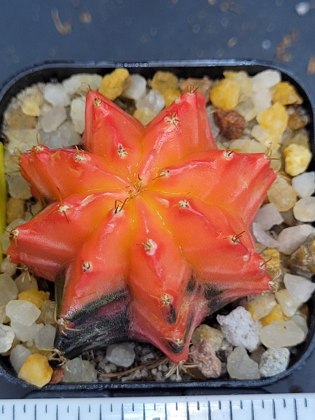 Gymnocalycium Mihanovichii Beautiful Unique Bright Completely Pink ...