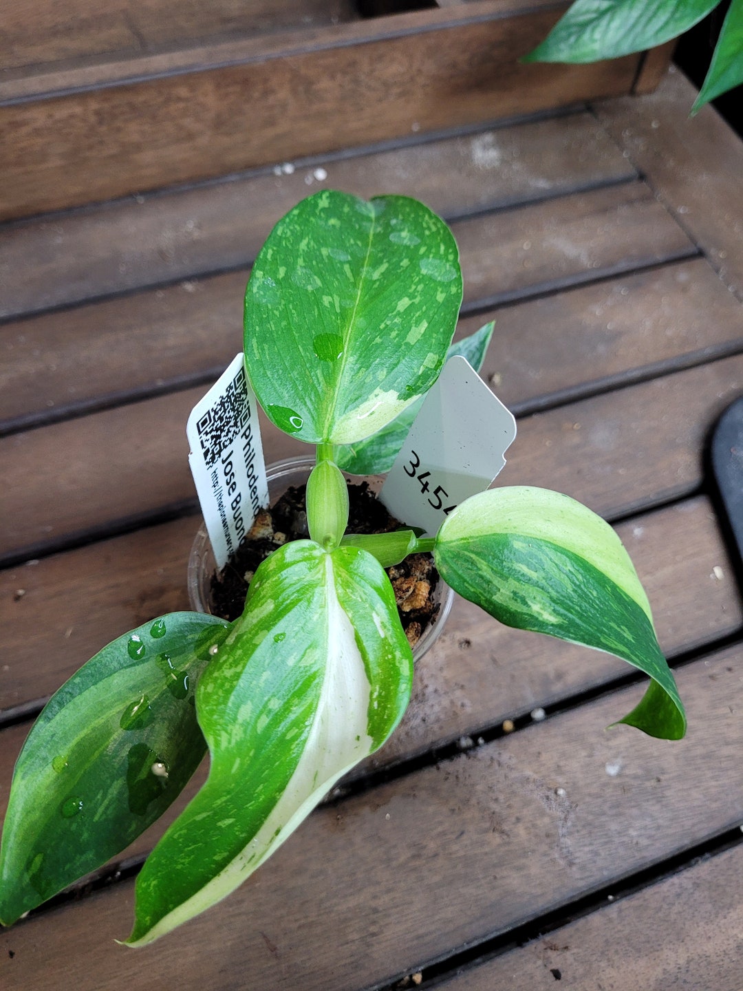 Philodendron Jose Buono Starter House Plant Beautiful Unique Easy Care