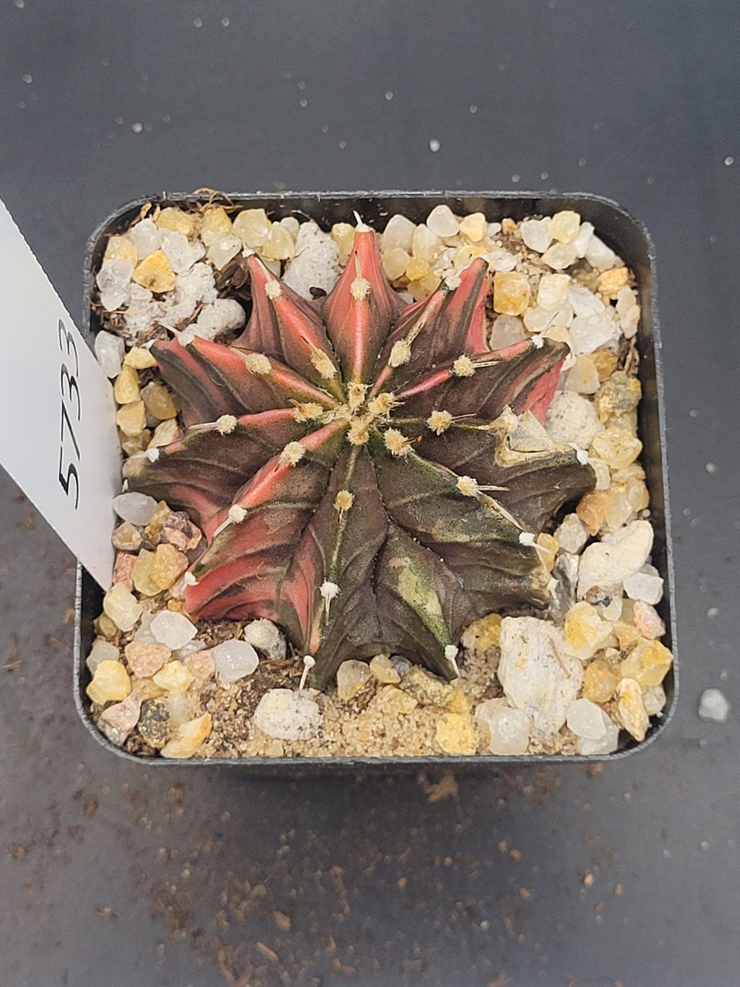Gymnocalycium Mihanovichii Starbursts Reddish Variegation Variegated ...