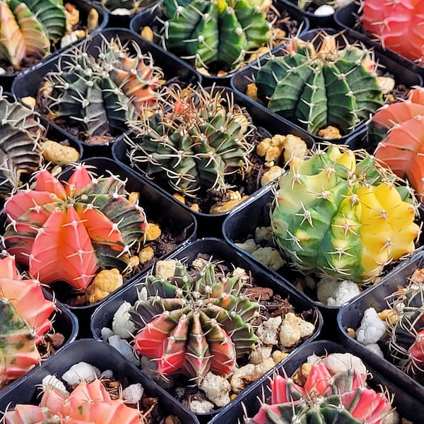 Gymnocalycium Mihanovichii Variegated Multicolor Cactus (Set of 3 Cacti)
