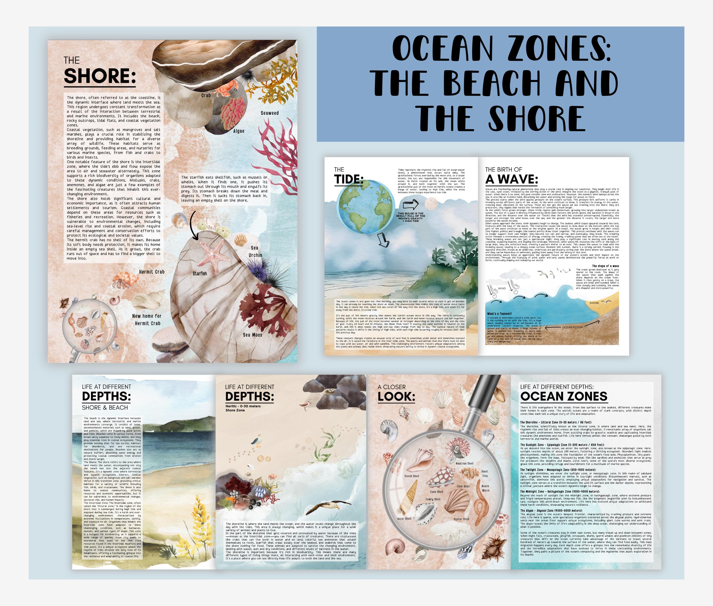 OCEAN Unit Study Educational Resources for Teachers, Homeschool and ...