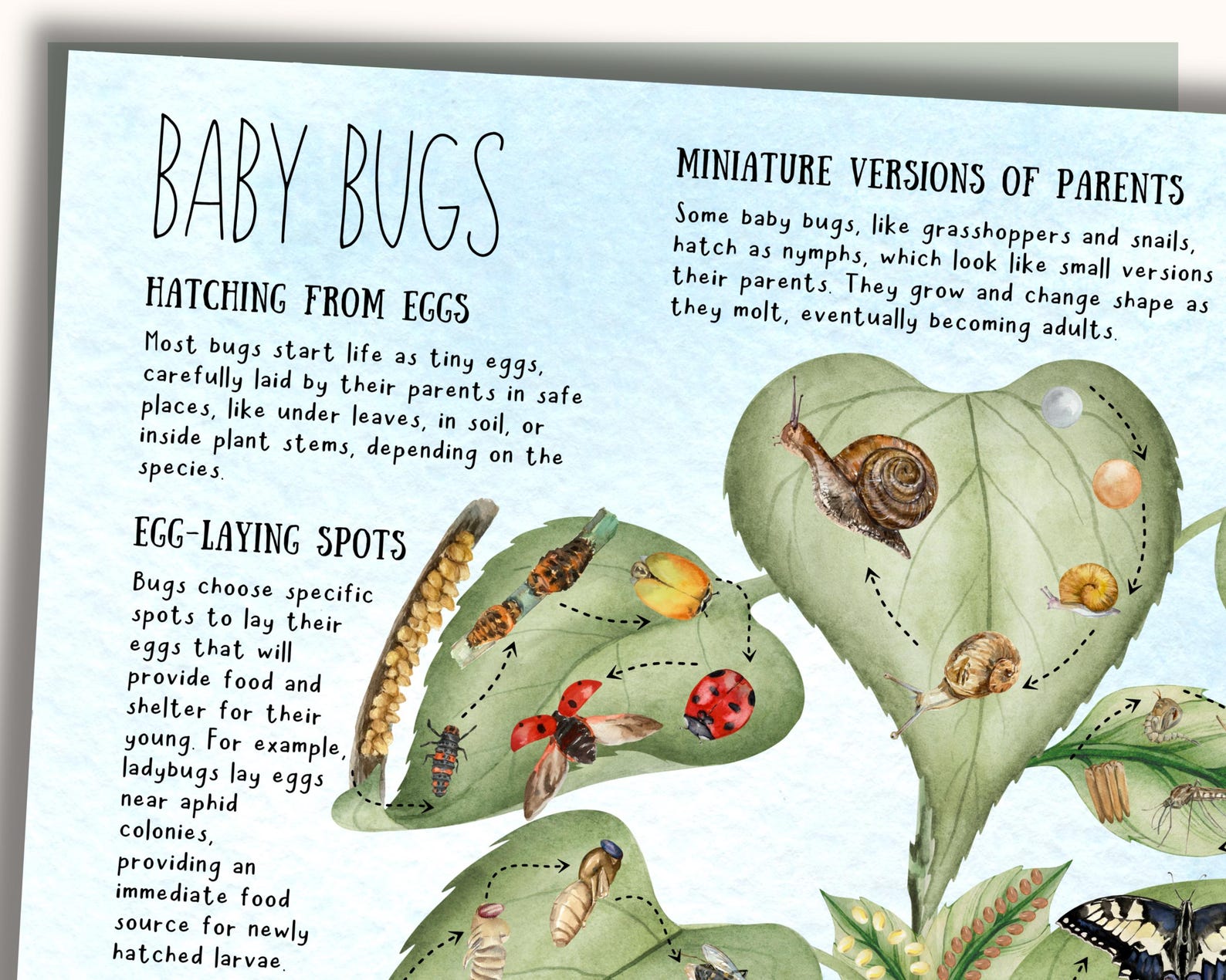 Insect Study and Bug Life Cycles for Kids | Printable Booklet With ...