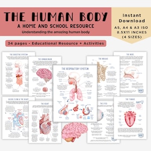 Pacchetto didattico di studio dell'unità di anatomia umana per insegnanti, spazi di apprendimento per l'istruzione parentale e Montessori, illustrazioni ad acquerello
