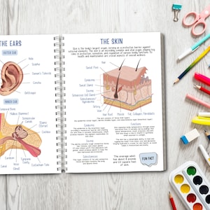 Human Anatomy Unit Study Educational Pack for Teachers, Homeschooling ... Biology Diagrams