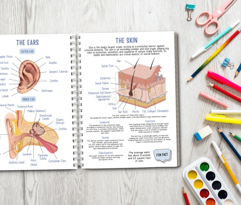 Human Anatomy Unit Study Educational Pack for Teachers, Homeschooling