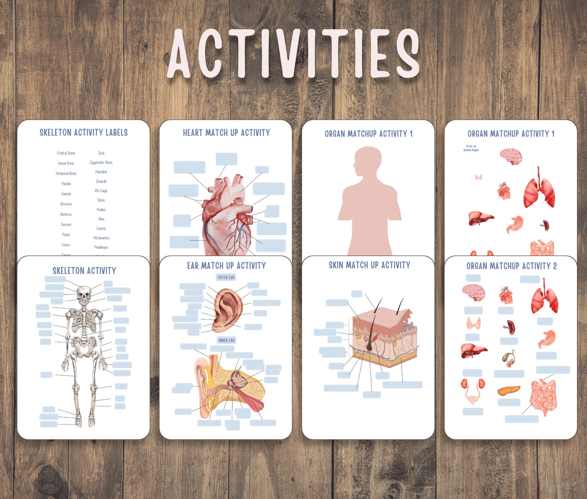 Human Anatomy Unit Study Educational Pack for Teachers, Homeschooling ... Biology Diagrams