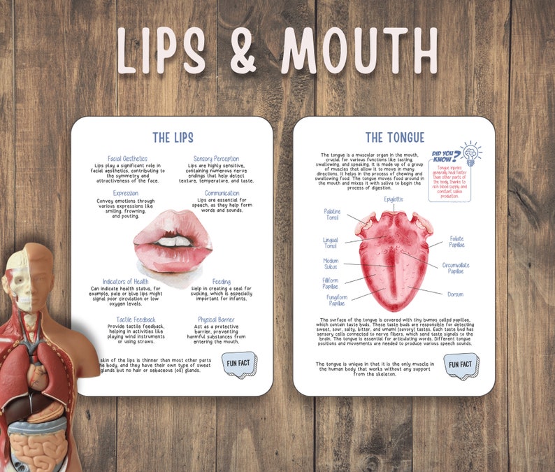 Human Anatomy Unit Study Educational Pack for Teachers, Homeschooling ... Biology Diagrams