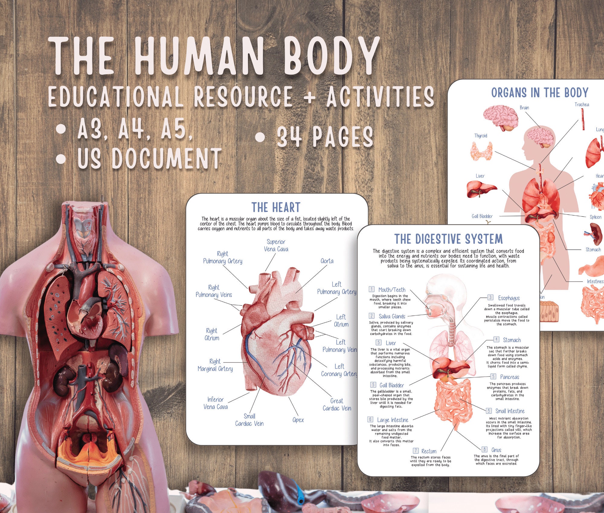 Human Anatomy Unit Study Educational Pack for Teachers, Homeschooling ... Biology Diagrams