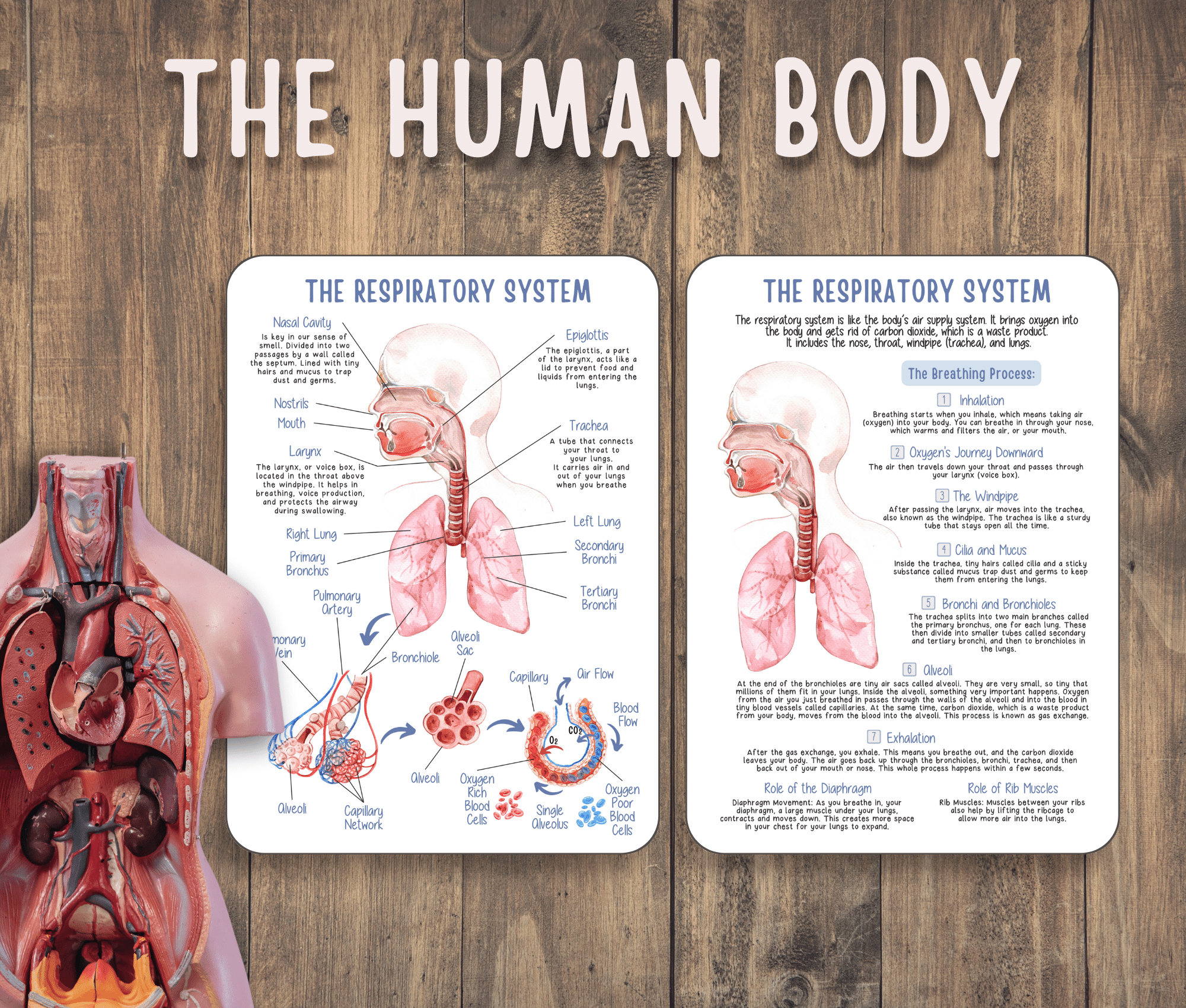 Human Anatomy Unit Study Educational Pack for Teachers, Homeschooling ... Biology Diagrams