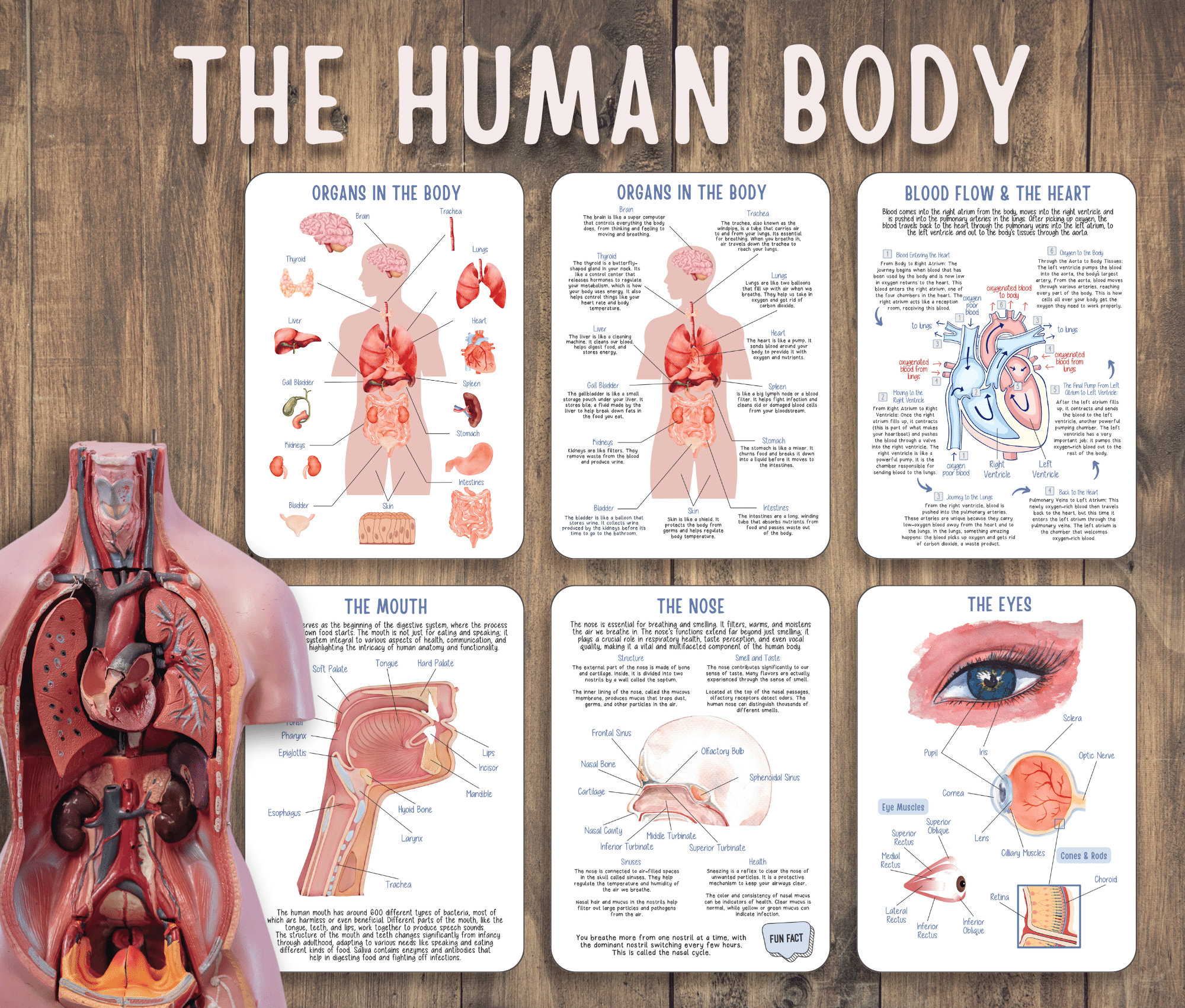 Human Anatomy Unit Study Educational Pack for Teachers, Homeschooling ... Biology Diagrams