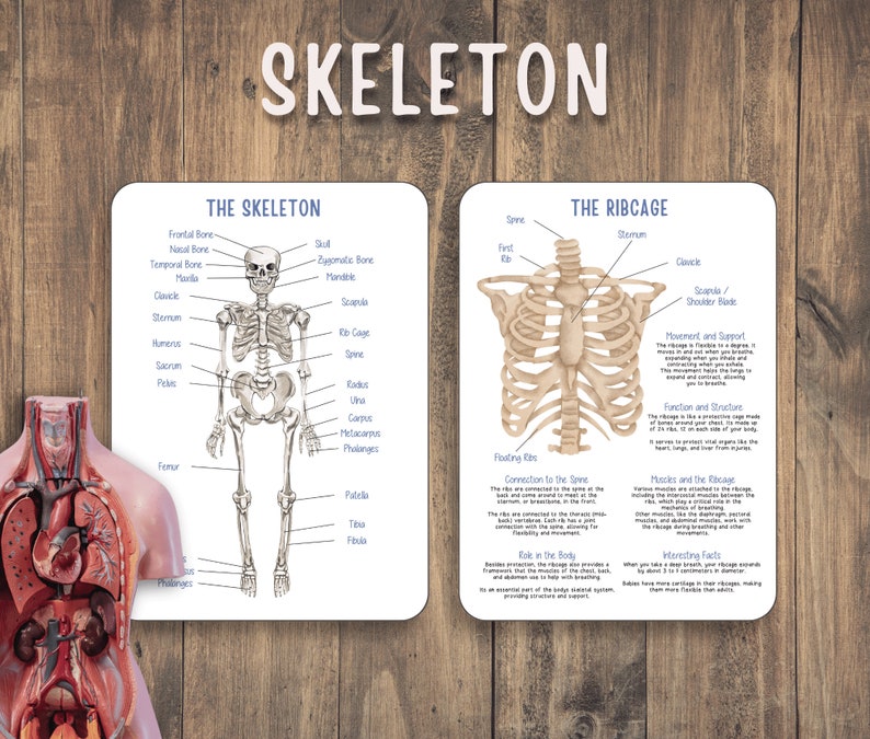 Human Anatomy Unit Study Educational Pack for Teachers, Homeschooling ... Biology Diagrams