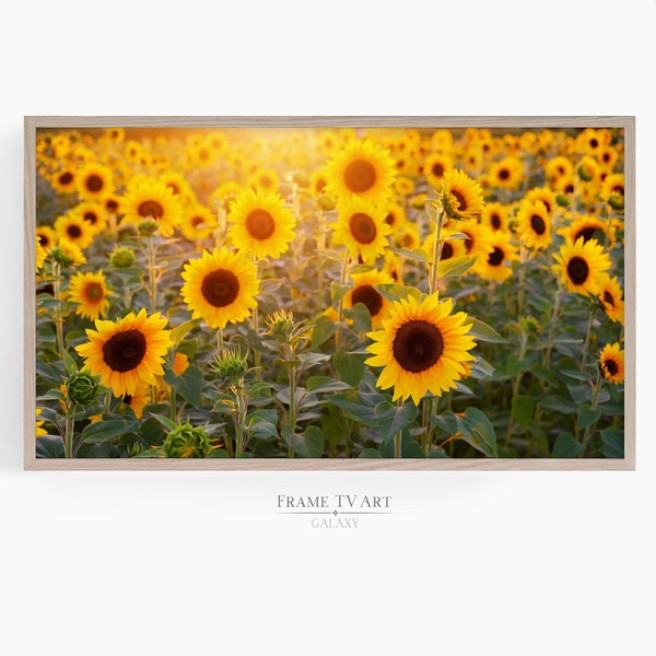 Samsung Frame TV Art Sunflower, Summer Photography, Sunflower Decor, Summer Art, DIGITAL DOWNLOAD