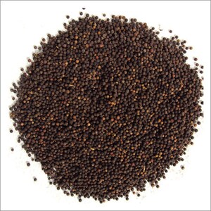 Baibadang - Vaivadang Schwarz - Vidanga - Vayuvilamgam - Embelia Ribes
