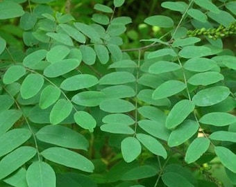 Indigo Leaves (Dried) - Neel Patti - Indigofera tinctoria