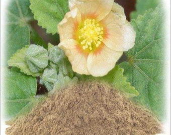 Bala Root Powder - Balamoola - Sida cordifolia - Natural and Pure