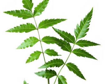 Neem Leaves - Neem Niboli - Azadirachta Indica - Neem patti