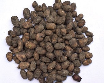 Indian Blackberry Seeds - Jamun Guthli - Syzygium Cumini - Eugenia Jambolana Seeds