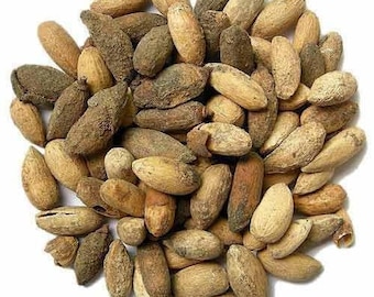 Neem Seeds - Magaj Neem - Neem Niboli - Azadirachta Indica Seeds