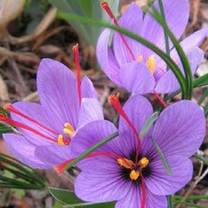 May include: Close-up of vibrant purple saffron crocus flowers with long red stigmas and yellow anthers. The petals are a delicate shade of purple, and the flowers are surrounded by green leaves. The image highlights the beauty of the spice.
