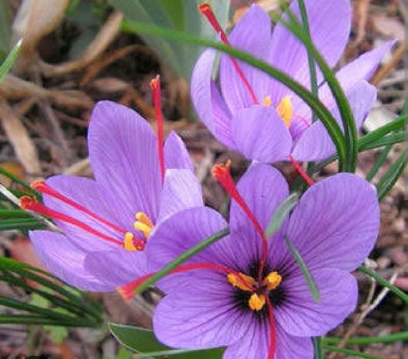 May include: Close-up of vibrant purple saffron crocus flowers with long red stigmas and yellow anthers. The petals are a delicate shade of purple, and the flowers are surrounded by green leaves. The image highlights the beauty of the spice.