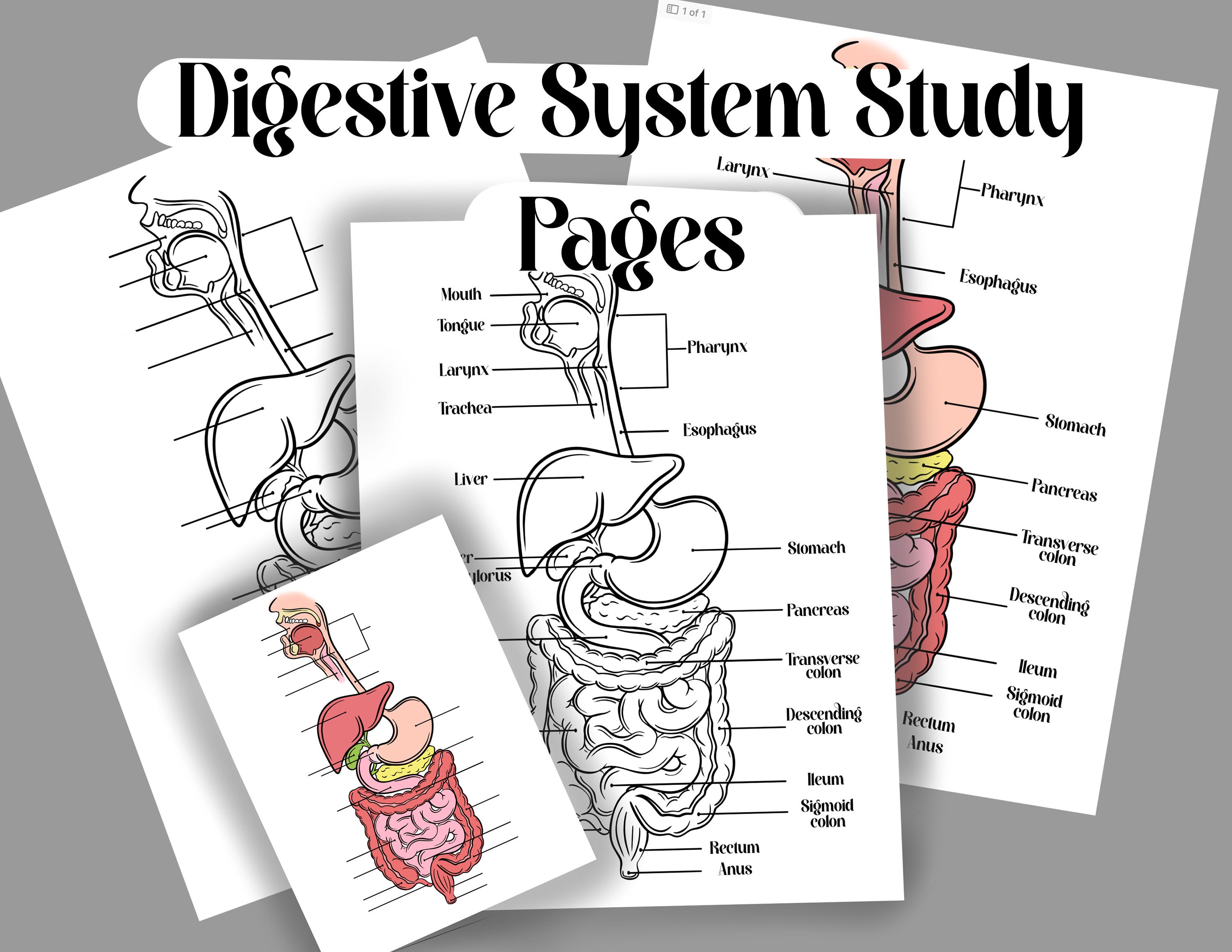 Digestive System Clipart Royalty-Free Images, Stock Photos & Pictures |  Shutterstock
